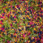 Botanicals in every can of Strait & Narrow